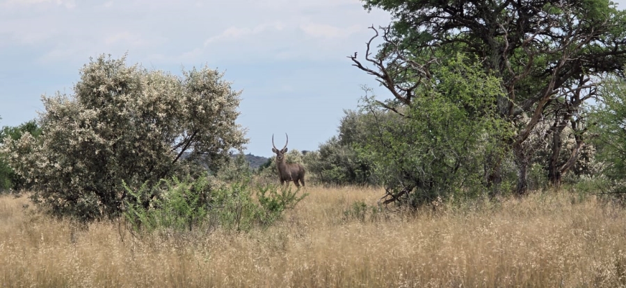 Commercial Property for Sale in Boshof Rural Free State